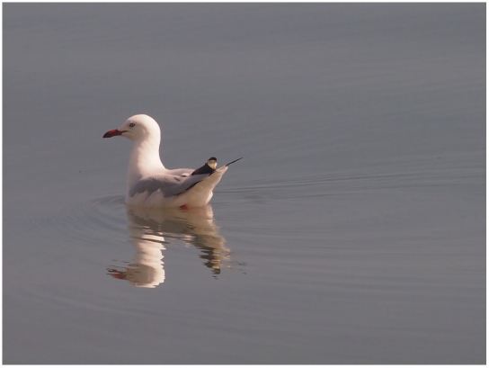 gallery/Calm Pacific Ocean 22 Oct 2018